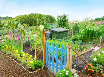 An allotment plot